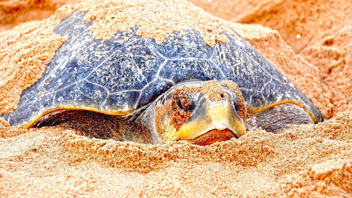 KURMA MELA: THE SCIENCE OF THE MASS NESTING OF OLIVE RIDLEY TURTLES