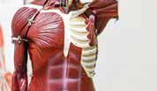 COMMON MOLECULE OFFERS CLUE TO MAKING OLD MUSCLES YOUNG AGAIN