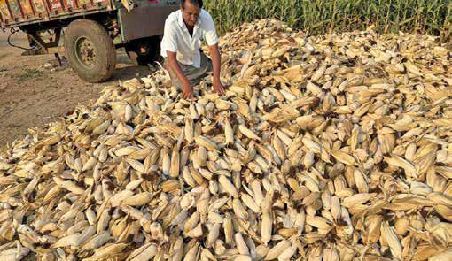 WARMING WILL CUT YIELD OF STAPLE CROPS EVEN POST-ADAPTATION: STUDY