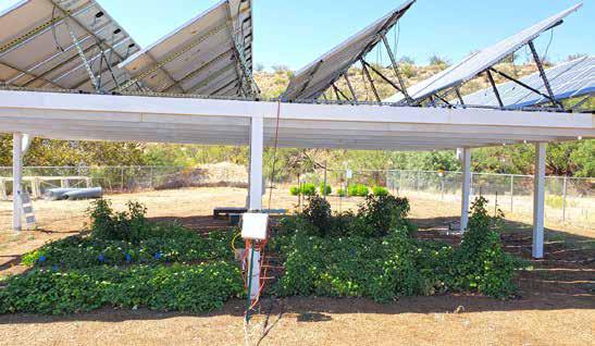 WORLD SOLAR DAY: FROM PLOUGHS TO PANELS, CULTIVATING A SOLAR-POWERED FUTURE