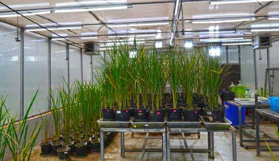 NIPGR'S GENE-EDITED JAPONICA RICE SHOWS INCREASED PHOSPHATE UPTAKE, 20% MORE YIELD
