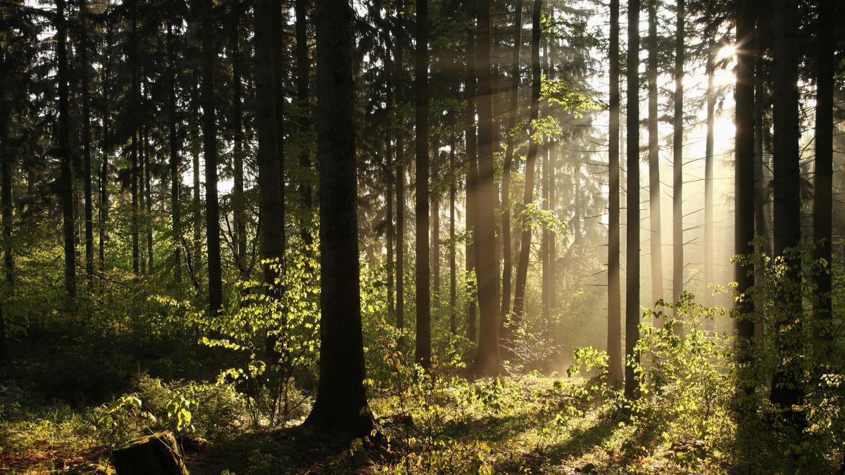THE LEGACY OF SACRED GROVES
