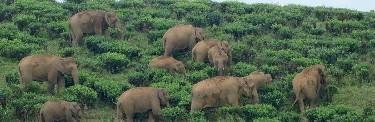INCREASE IN TAMIL NADU'S ELEPHANT POPULATION HEARTENING, SAYS MADRAS HIGH COURT CHIEF JUSTICE
