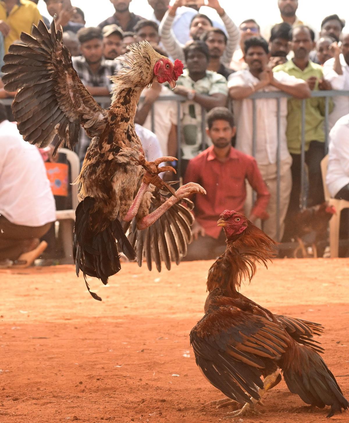 High stakes and bloodshed as rooster fights defy State ban across districts