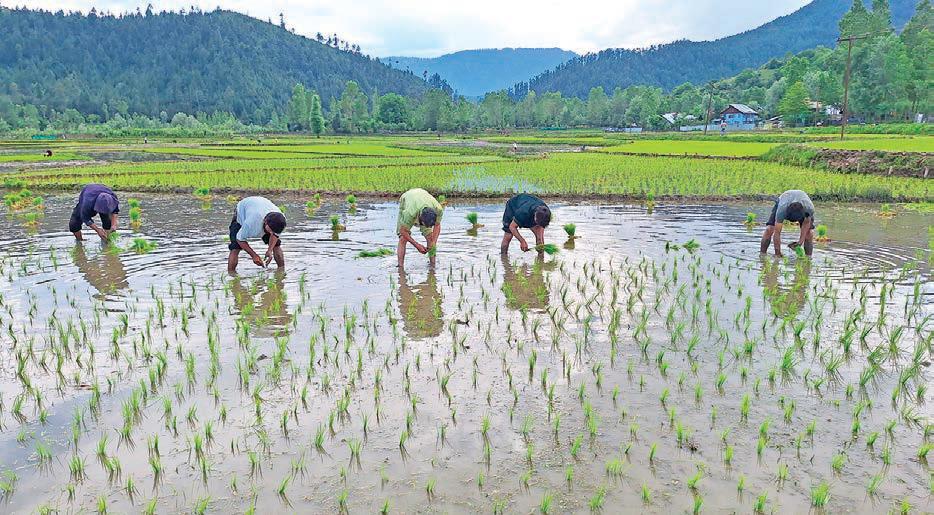 Kupwara's Paddy Fields Abuzz with Activity as 16,000 Hectares Brought Under Cultivation
