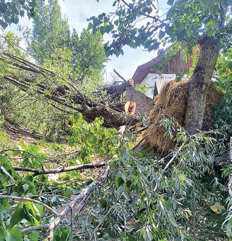Felling of trees: Tangmarg family seeks Government probe