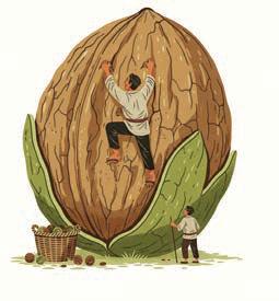 Walnuts of death