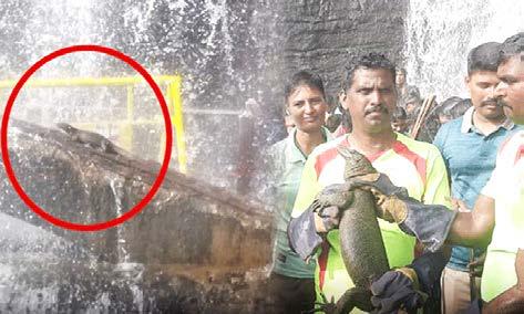 குற்றாலம்: அருவியில் அடித்து வரப்பட்ட ராட்சத உடும்பு