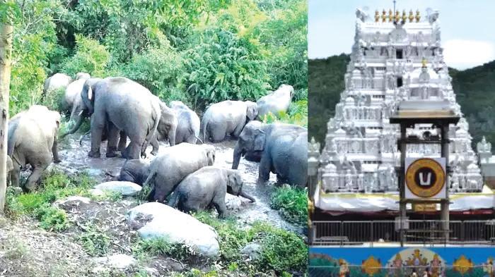 திருப்பதி மலைப்பாதையில் காட்டு யானைகள் அட்டகாசம்