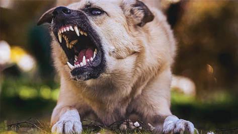 கேரளாவில் 5 மாதத்தில் 1.65 லட்சம் பேர் தெருநாய் கடியால் பாதிப்பு