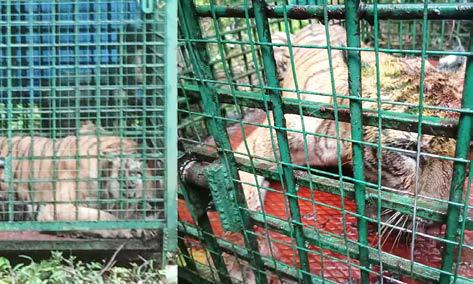 ரப்பர் தோட்டத்தில் தொழிலாளியை கொன்ற புலி சிக்கியது