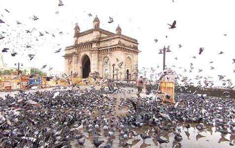 மராட்டிய மாநிலத்தில் புறாக்களுக்கு உணவளிக்கும் இடங்களை மூட அரசு உத்தரவு