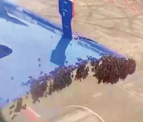 தேனீக்கள் சூழ்ந்ததால் 1 மணிநேரம் தாமதமாக புறப்பட்டு சென்ற இண்டிகோ விமானம்