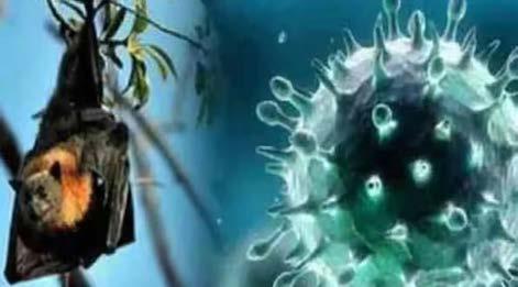 தமிழகத்தில் நிபா வைரஸ் இல்லை