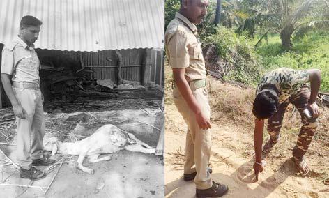 சென்னிமலை அருகே வெள்ளாட்டை கடித்து கொன்ற சிறுத்தையால் பரபரப்பு