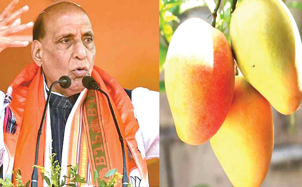 புதிய வகை மாம்பழத்துக்கு ராஜ்நாத் சிங் பெயர்