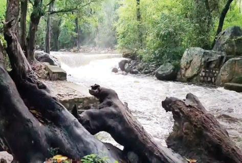 மேற்கு தொடர்ச்சி மலையில் கனமழை: களக்காடு தலையணையில் குளிக்க தடை