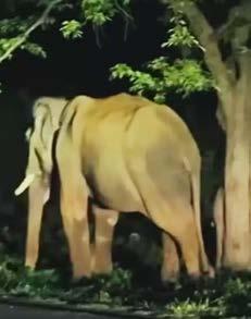 பண்ணீர் அம்மன் கோவில் அருகே 3 மணி நேரம் ஒற்றை யானையால் பரபரப்பு
