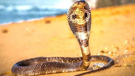 பாம்புக் கடியால் இந்தியாவில் ஆண்டுதோறும் 58,000 பேர் உயிரிழக்கின்றனர்