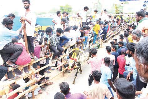 கிருஷ்ணகிரியில் எருது விடும் விழா:மாடு முட்டி வாலிபர் பலி
