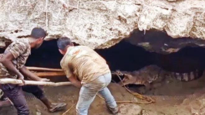 சிறுமுகை: குட்டையில் பதுங்கியிருந்த 7 அடி நீள ராட்சத முதலை மீட்பு