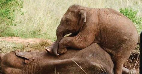 தாய் யானையின் மீது படுத்து குட்டி யானை பாசப்போராட்டம்