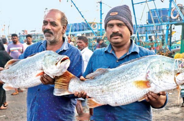 காசிமேட்டில் பெரிய வகை மீன்கள் வரத்தால் களை கட்டிய விற்பனை