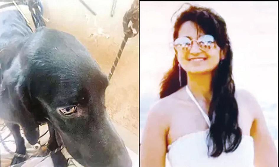 வளர்ப்பு நாயை கொடூரமாக கொன்ற பெண் கம்ப்யூட்டர் என்ஜினீயர்