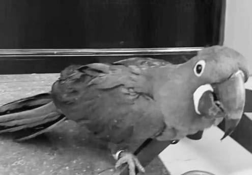 பாங்காக்கில் இருந்து கேரளா வந்த விமானத்தில் அரியவகை விலங்குகள்- ‘மக்காவ் கிளி’ கடத்திய தம்பதி கைது