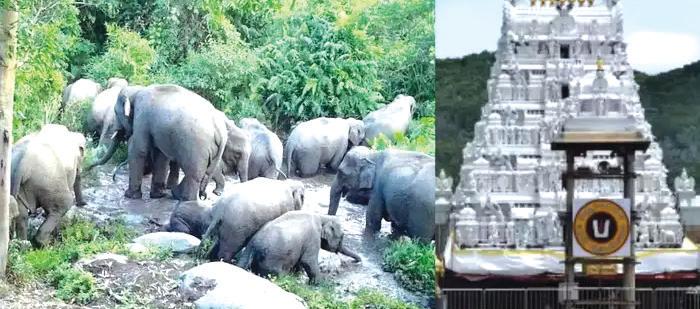 திருப்பதி மலைப்பாதையில் காட்டு யானைகள் அட்டகாசம்
