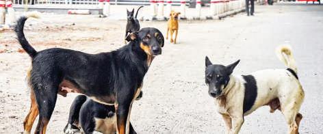 பள்ளிகள், மருத்துவமனைகளில் தெரு நாய்கள் நுழையாதவாறு வேலி அமைக்க வேண்டும்