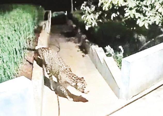 வீட்டுக்குள் புகுந்து நாயை வேட்டையாட முயன்ற சிறுத்தை: பொதுமக்கள் அச்சம்