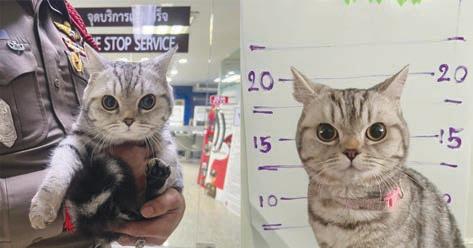 தாய்லாந்தில் வினோதம்: போலீசாரை தாக்கிய பூனை கைது