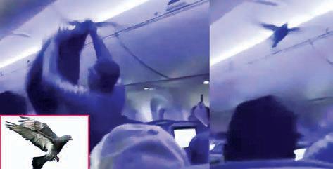 அமெரிக்கா: விமானத்திற்குள் பறந்த புறாக்கள்