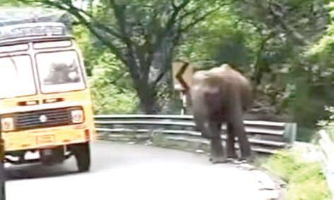 அச்சுறுத்திய ஒற்றை யானையால் பரபரப்பு