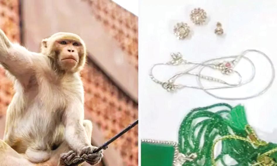 ரூ. 20 லட்சம் மதிப்புள்ள நகைகள் இருந்த பையை பறித்துச்சென்ற குரங்கு
