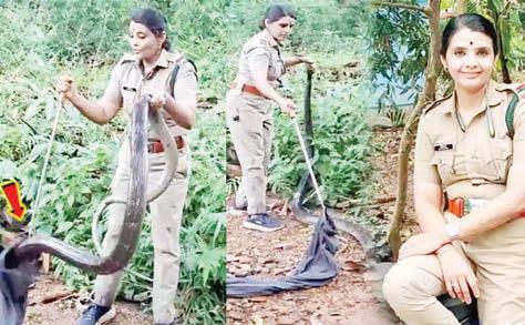 18 அடி நீளமுள்ள ராஜநாகத்தை பிடித்த வனத்துறை அதிகாரி ரோஷ்னி
