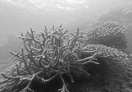 H'tota Int'l Port launches project to study coral species