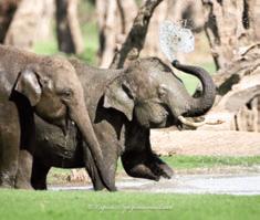 Human-elephant conflict mitigation efforts intensify