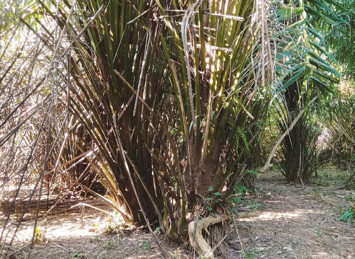 The Silent Invasion: Unchecked spread of oil palm in Sri Lanka