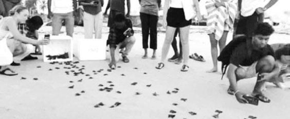 Turtle hatchlings released into sea