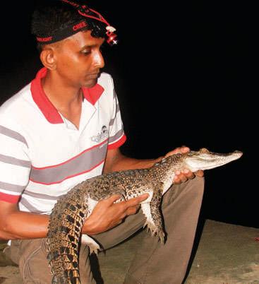 Ancient Survivors and New Guardians: Dr. Anslem de Silva's lifelong quest to protect Sri Lanka's crocodiles