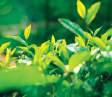 Browns Investments expands plantation sector with another LKR 4.8 billion acquisition