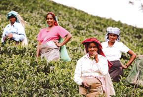 Sri Lanka tea sees encouraging demand and price stability amid global interest