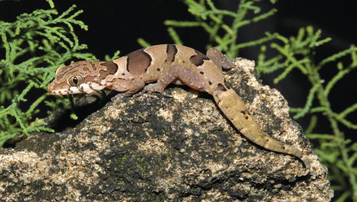 Championing Geckos, Conservation, and Cross-Disciplinary Research in Sri Lanka