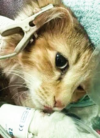 Pillu becomes India's first cat to get a pacemaker after rare surgery
