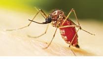 Chikungunya spreading rapidly in Colombo and suburbs
