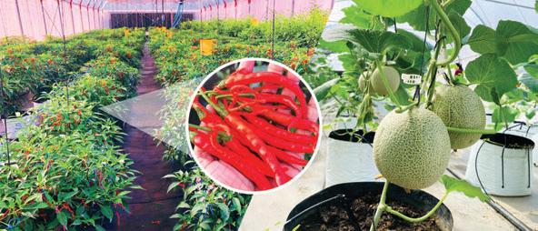 DIMO Agritech launches advanced solutions to combat climate impact on crops