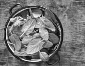 Palak power: The ancient wisdom behind every day spinach