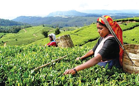 Colombo Tea Auction sees mixed demand, quality plays decisive role in price movements